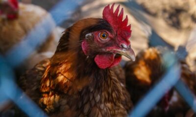 L'Uruguay a reconnu le premier cas de grippe aviaire chez les oiseaux sauvages