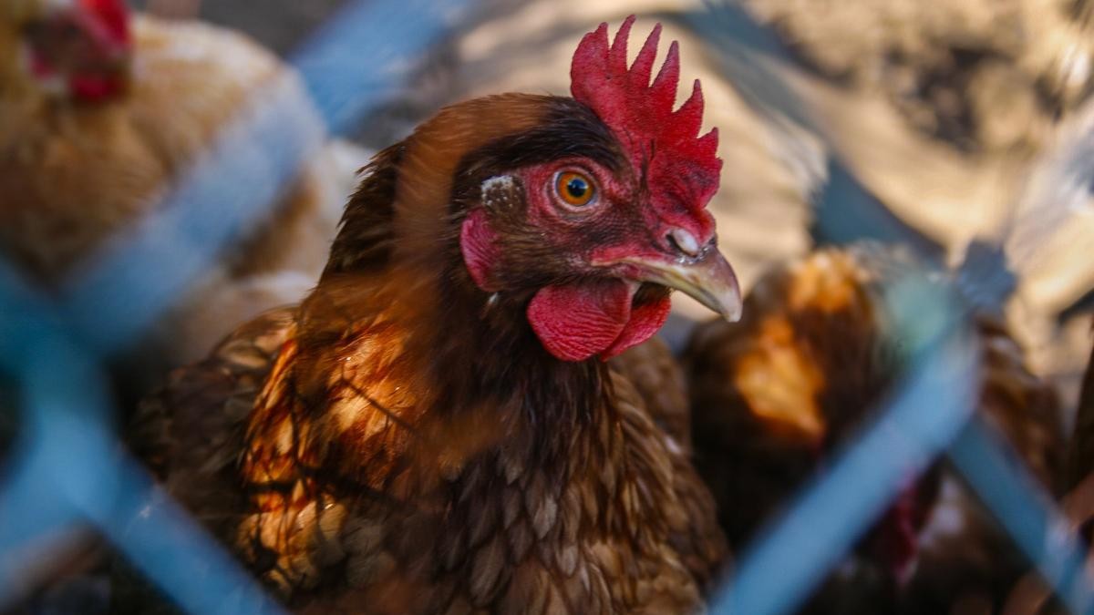 L'Uruguay a reconnu le premier cas de grippe aviaire chez les oiseaux sauvages