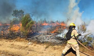 Les incendies de forêt au Chili font au moins 24 morts et des milliers d'hectares de forêt détruits