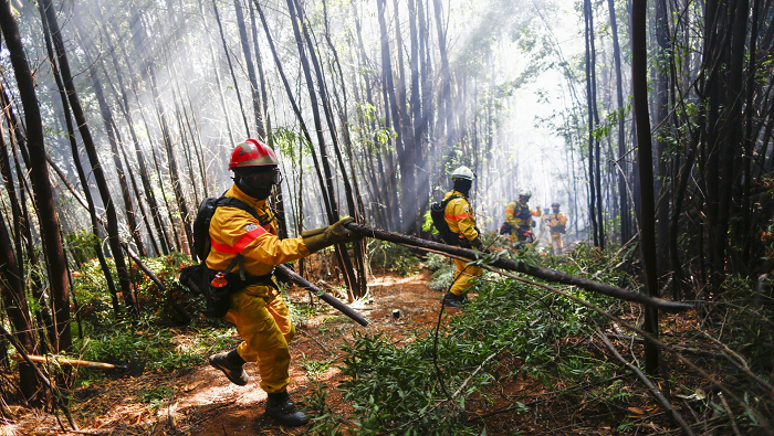 Ils maintiennent une situation d'urgence en raison des incendies de forêt au Chili