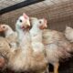 Chile detects first outbreak of avian flu in poultry; shipments closed: minister
