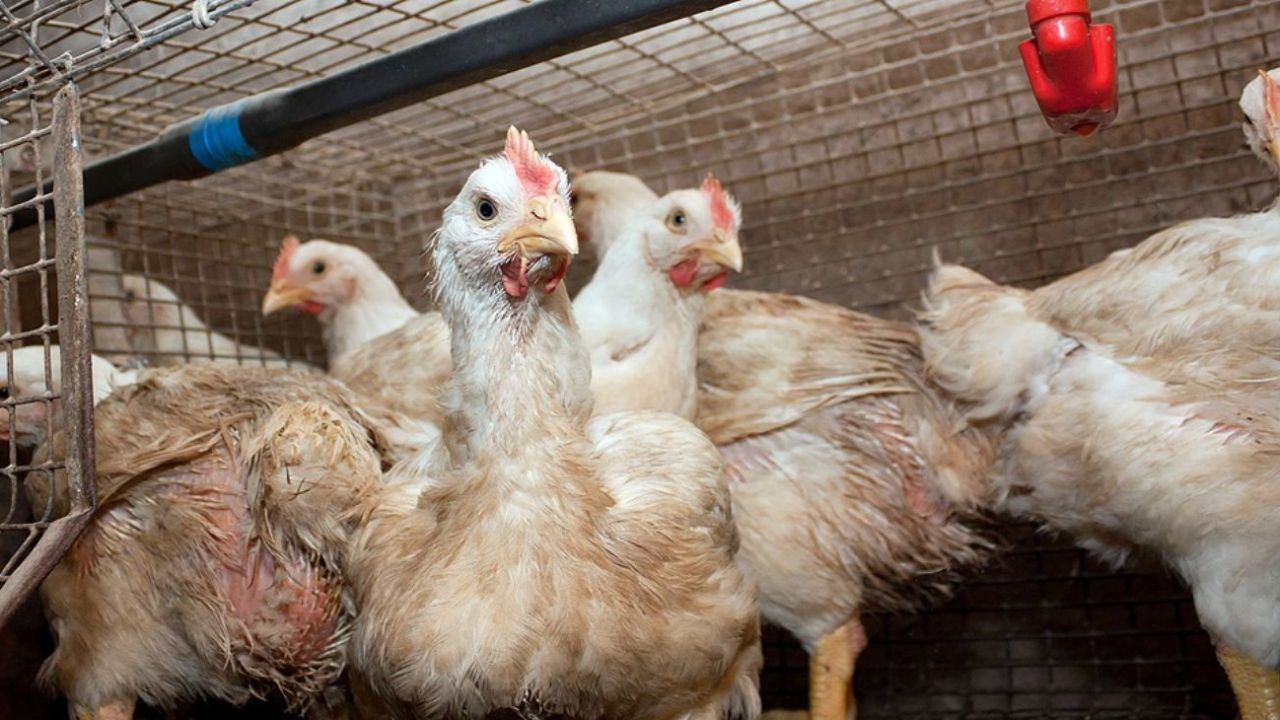 Chile detects first outbreak of avian flu in poultry; shipments closed: minister