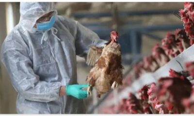 26 cas de grippe aviaire ont été signalés en Argentine