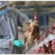 26 cas de grippe aviaire ont été signalés en Argentine