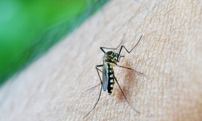 Measures against dengue strengthened in Argentina
