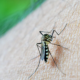 Measures against dengue strengthened in Argentina