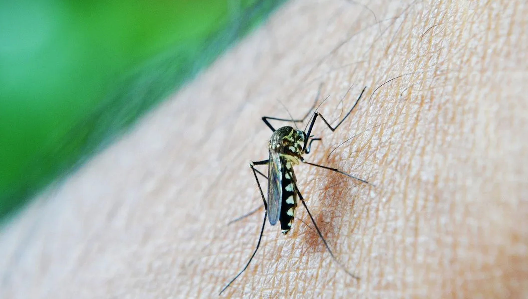 Measures against dengue strengthened in Argentina