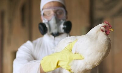 Le Brésil déclare l'état d'urgence sanitaire en raison de cas de grippe aviaire