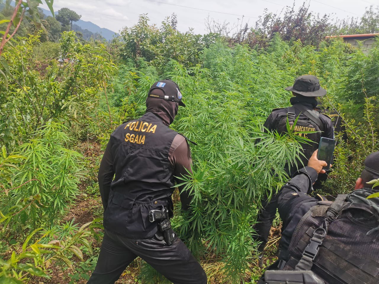 Autoridades de Guatemala eliminan más de 12 mil matas de marihuana