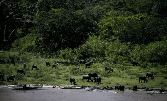 Brasil: IBAMA niega permiso a Petrobras para perforar delta del Amazonas