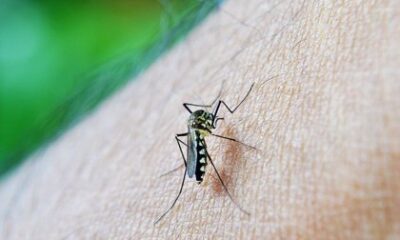 Salud en alerta por incremento de casos de dengue en Guatemala