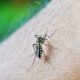 Salud en alerta por incremento de casos de dengue en Guatemala