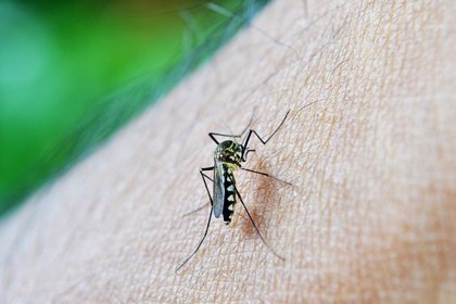 Salud en alerta por incremento de casos de dengue en Guatemala