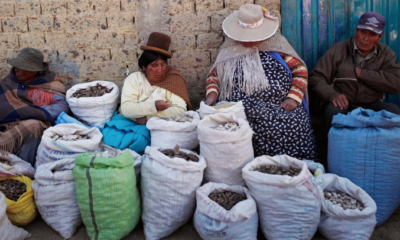 Déclaration de catastrophe en Bolivie alors que le gel détruit les récoltes