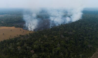 Brazil: Amazon deforestation falls 33.6% in first half of 2023