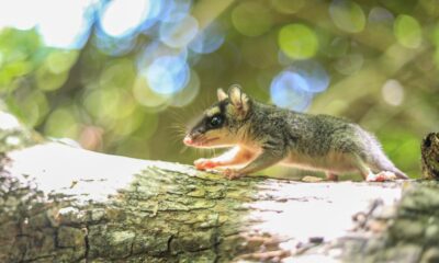 Liberan una variedad de animales silvestres en las reservas naturales del país