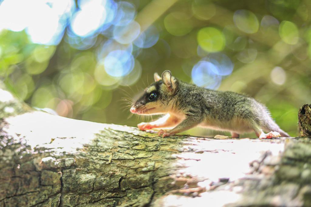 Liberan una variedad de animales silvestres en las reservas naturales del país