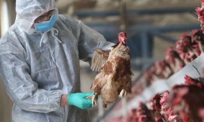 L'Argentine se déclare indemne de la grippe aviaire