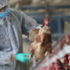 L'Argentine se déclare indemne de la grippe aviaire