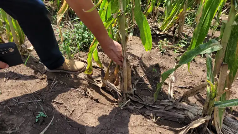 Miles de agricultores en Guatemala enfrentan pérdidas por sequía y demandan apoyo gubernamental