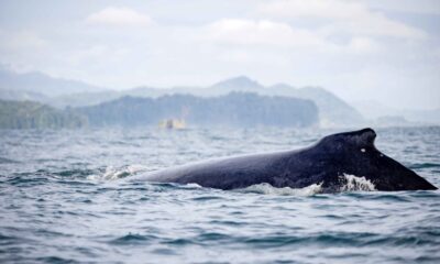 Costa Rica: biodiversidad y santuarios naturales en el sur atraen a turistas y científicos