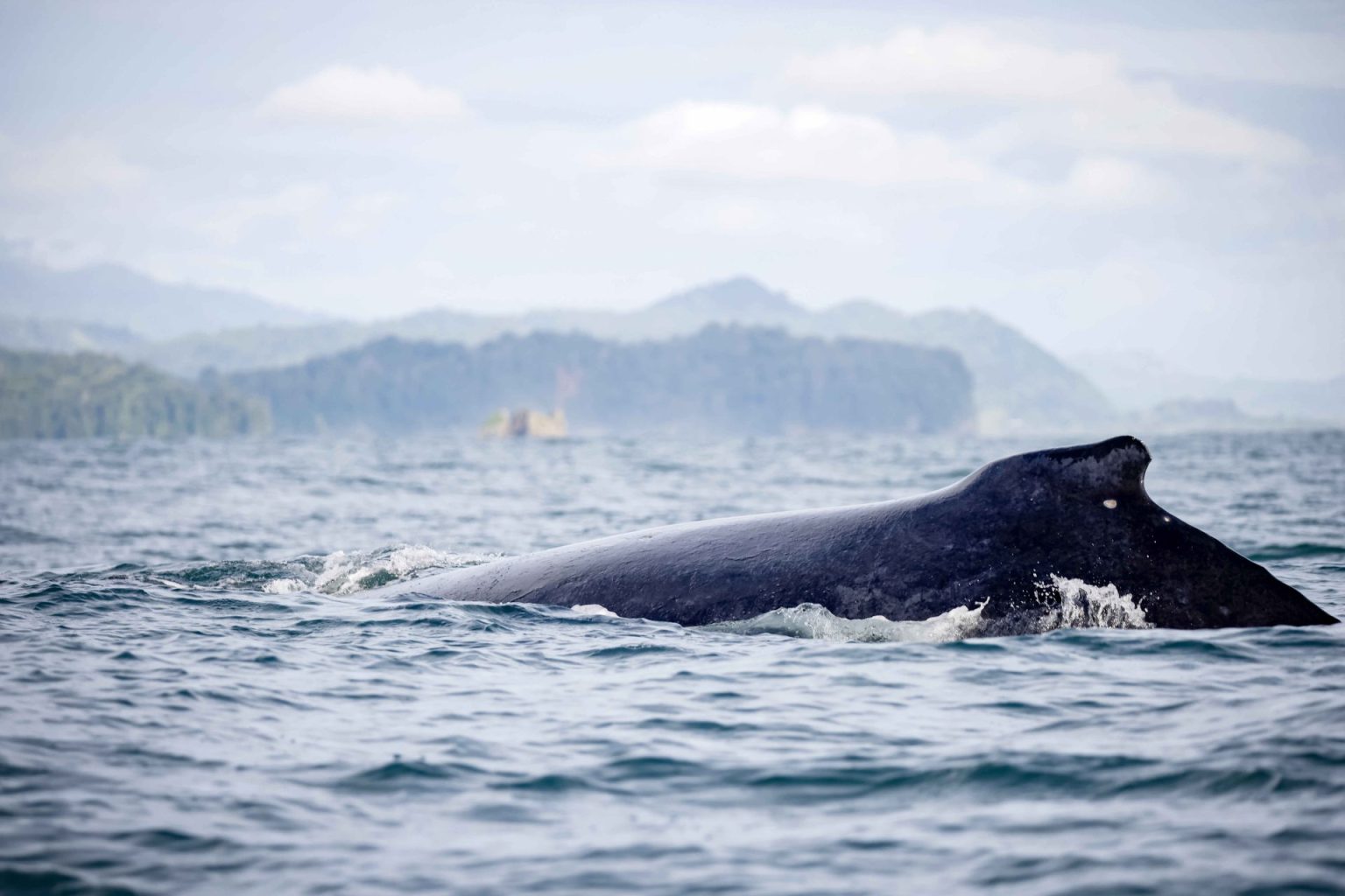 Costa Rica: biodiversidad y santuarios naturales en el sur atraen a turistas y científicos