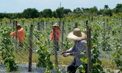 Nueva ley de inmigración en Florida desencadena temor y cambios en la vida cotidiana de inmigrantes