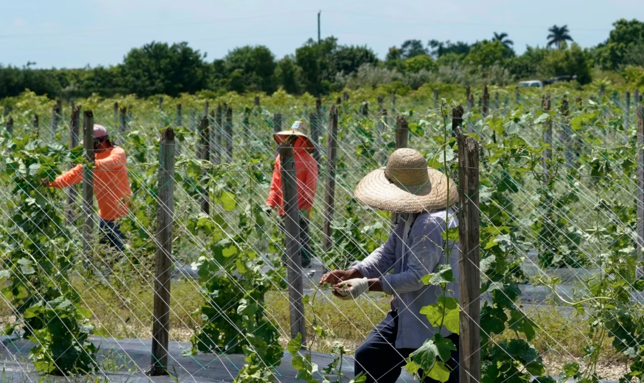 Nueva ley de inmigración en Florida desencadena temor y cambios en la vida cotidiana de inmigrantes