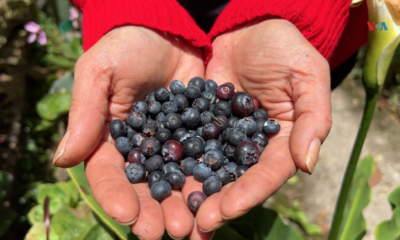 Mujeres campesinas colombianas trabajan por conservar el campo y atraer a las nuevas generaciones