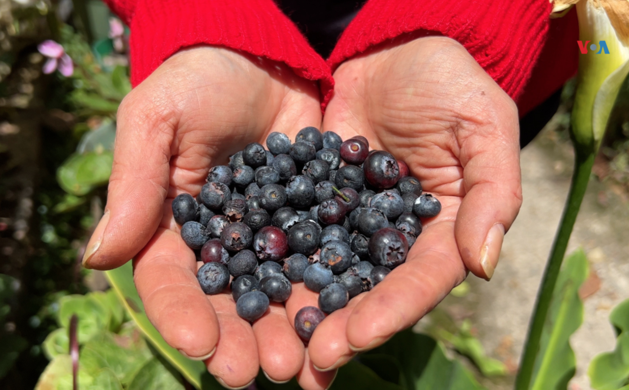 Mujeres campesinas colombianas trabajan por conservar el campo y atraer a las nuevas generaciones