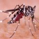 Jamaica declares epidemic phase in dengue transmission