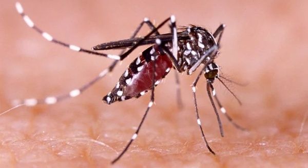 Jamaica declares epidemic phase in dengue transmission