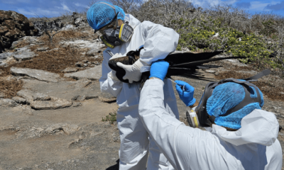 Grippe aviaire signalée aux Galapagos et en Équateur