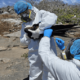Grippe aviaire signalée aux Galapagos et en Équateur