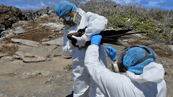 Grippe aviaire signalée aux Galapagos et en Équateur