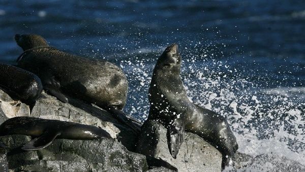 Uruguay confirms first case of avian flu in a wild mammal