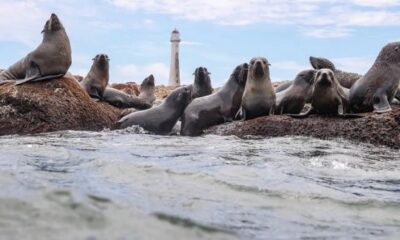 Death of sea lions confirmed due to avian flu in Uruguay