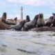 Death of sea lions confirmed due to avian flu in Uruguay