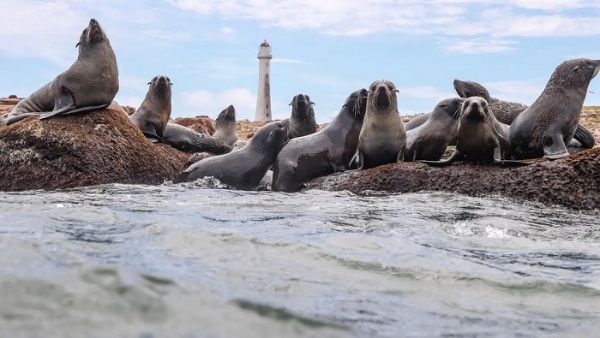 Death of sea lions confirmed due to avian flu in Uruguay