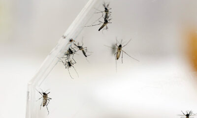 Seminario de la OPS aborda el desafío continuo del virus del Zika