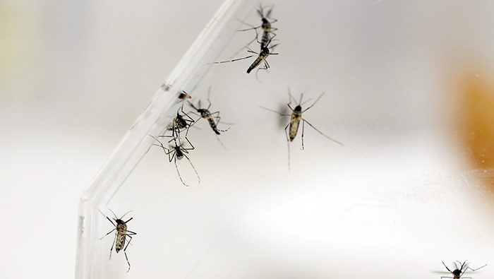Seminario de la OPS aborda el desafío continuo del virus del Zika