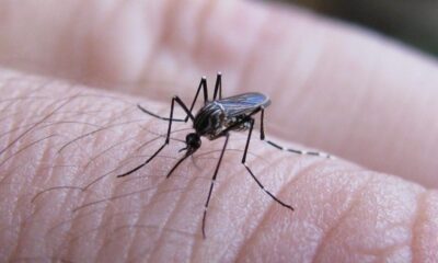 Costa Rica: Ministerio de Ambiente y Energía se une a la lucha contra el dengue en apoyo a las autoridades sanitarias