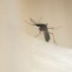 40 000 foyers dominicains fumigés dans le cadre d'une campagne de lutte contre la dengue