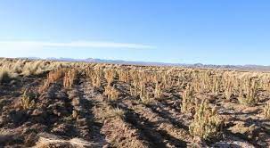 Drought affects seven of Bolivia's nine departments