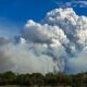 Fires endanger flora and fauna in Brazilian Pantanal