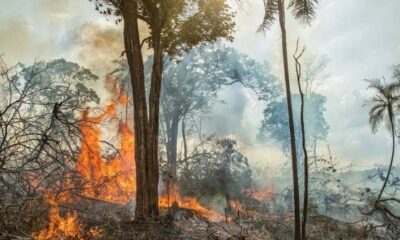 Fire reduction trend noted in Brazilian Amazonia