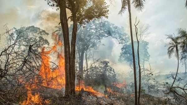 Fire reduction trend noted in Brazilian Amazonia